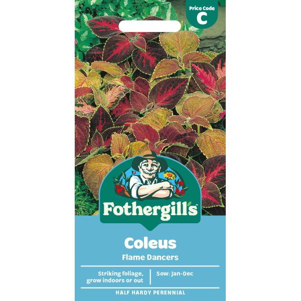 Coleus Flame Dancers Seeds