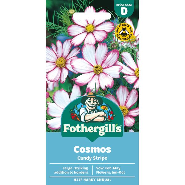 Cosmos Candy Stripe Seeds