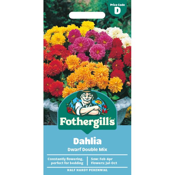 Dahlia Dwarf Double Mixed