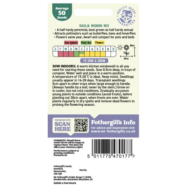Dahlia Mignon Mixed