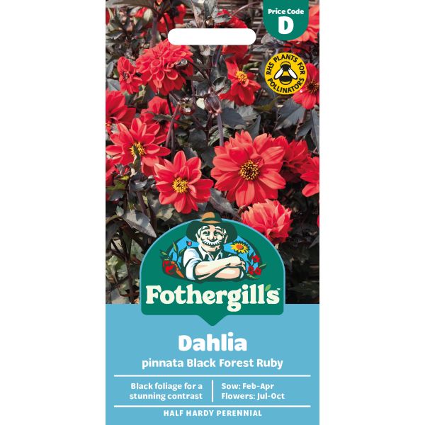 Dahlia Black Forest Ruby Seeds