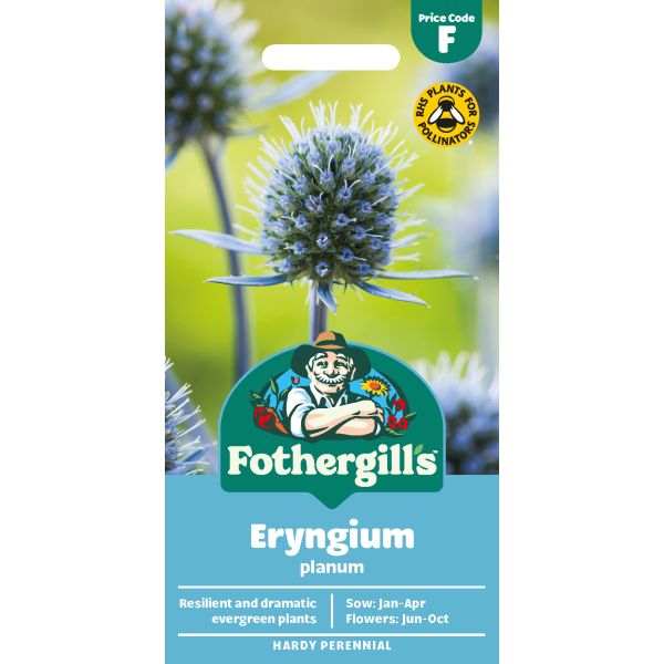 Eryngium Planum Flower Seeds
