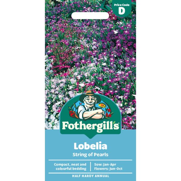 Lobelia String Pearls Seeds
