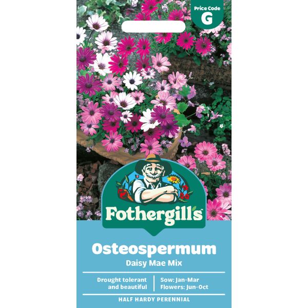 Osteospermum Daisy Mae Seeds