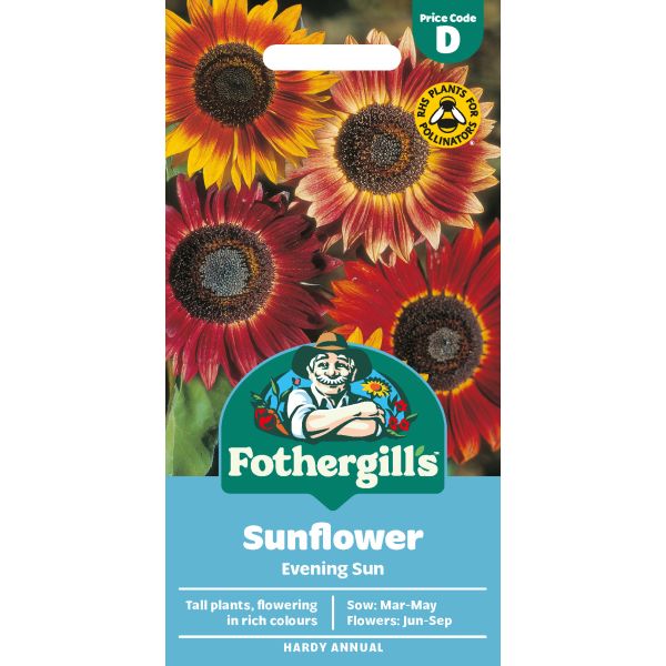 Sunflower Evening Sun Seeds
