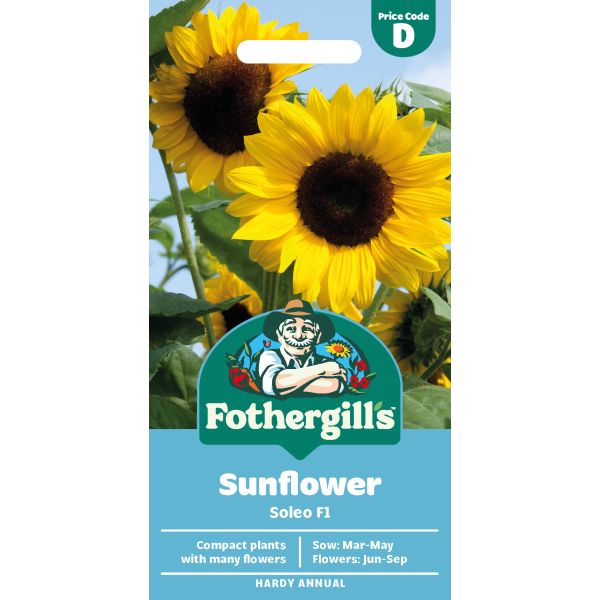 Sunflower Soleo F1 Seeds