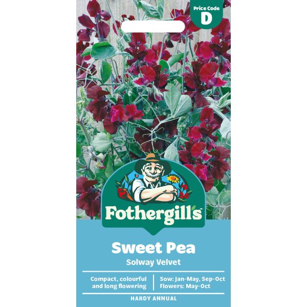 Sweet Pea Solway Velvet Seeds