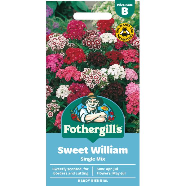 Sweet William Single Seeds