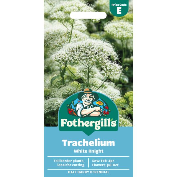 Trachelium White Knight Flower Seeds