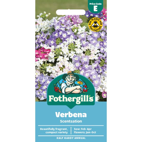 Verbena Scentsation Seeds