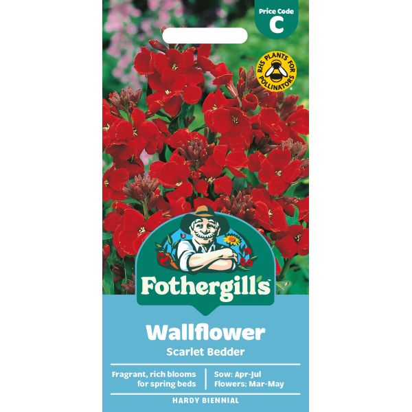 Wallflower Scarlet Bedder