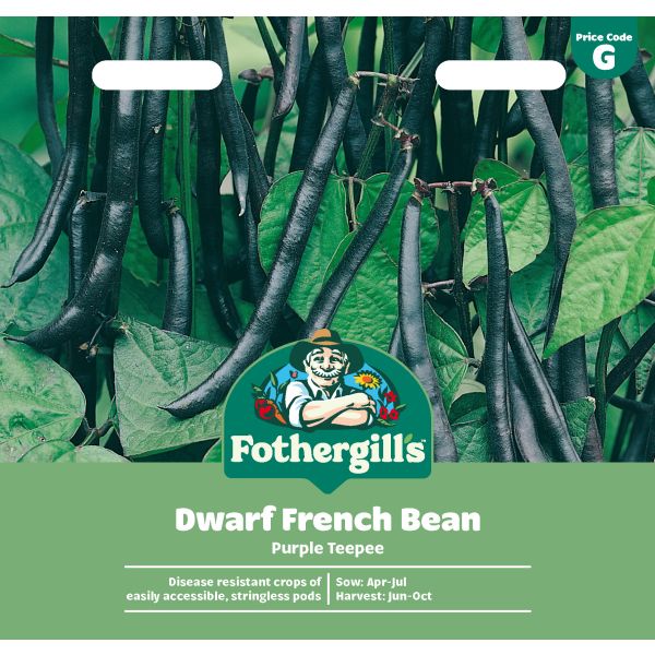 Dwarf Bean Purple Teepee Seeds