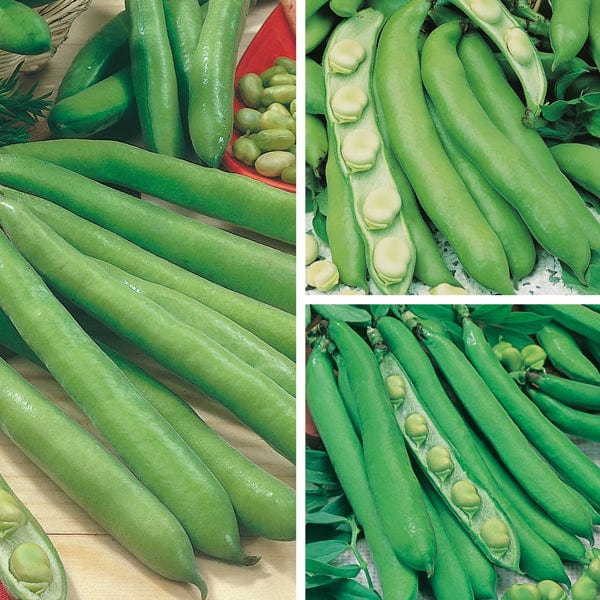 Broad Bean Season Long Cropping Seed Collection