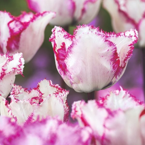 Fothergill's Tulip Blueberry Ripple Flower Bulbs Striking White and ...
