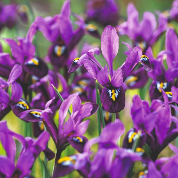 Iris Reticulata 60 Bulb Collection