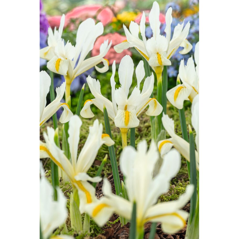 Iris Reticulata Louise Flower Bulbs