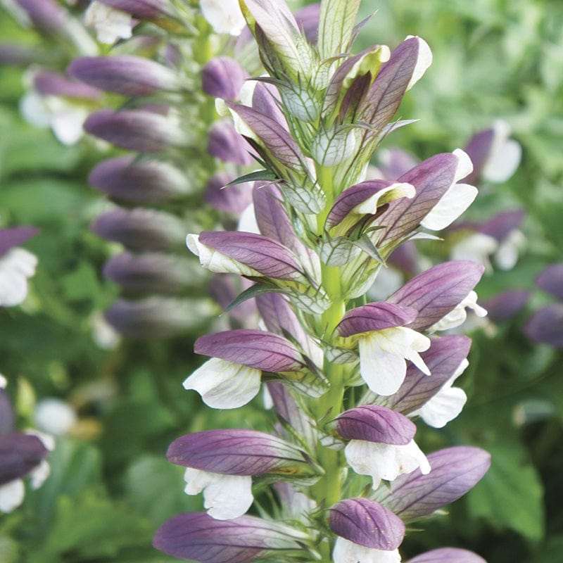 Acanthus mollis Plants