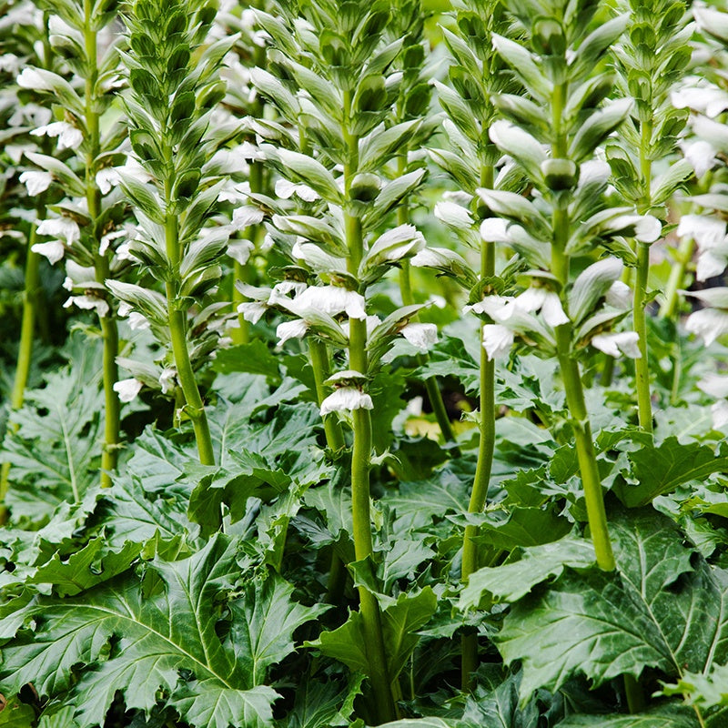 Acanthus mollis Rue Ledan Flower Plants