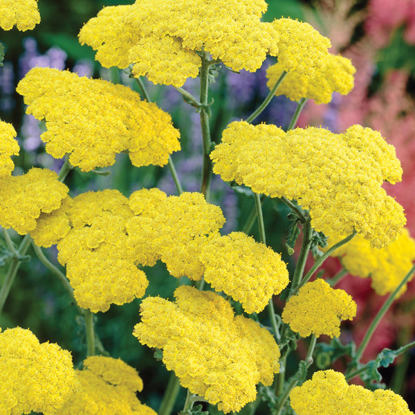 Achillea Moonshine Plants