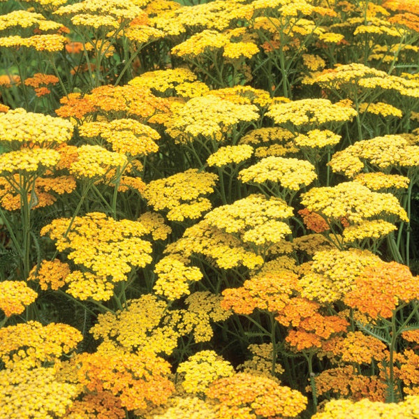 Achillea Terracotta Flower Plants