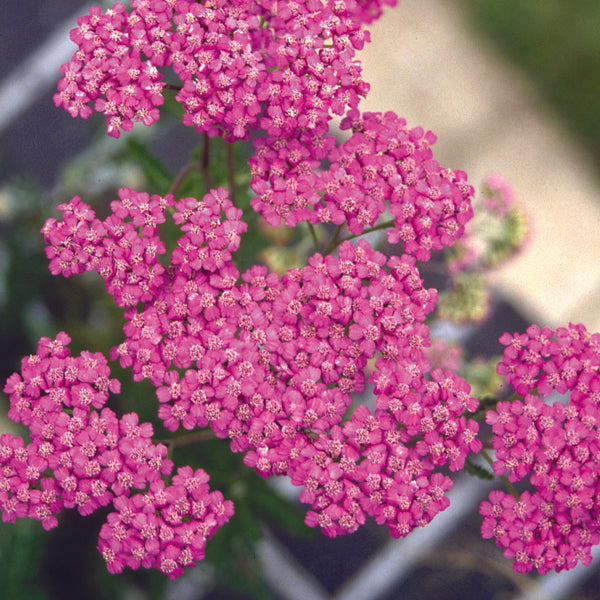 Achillea Lilac Beauty Flower Plants