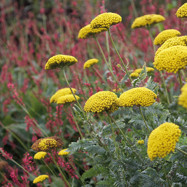 1 potted 9cm plant Achillea Cloth of Gold Plant