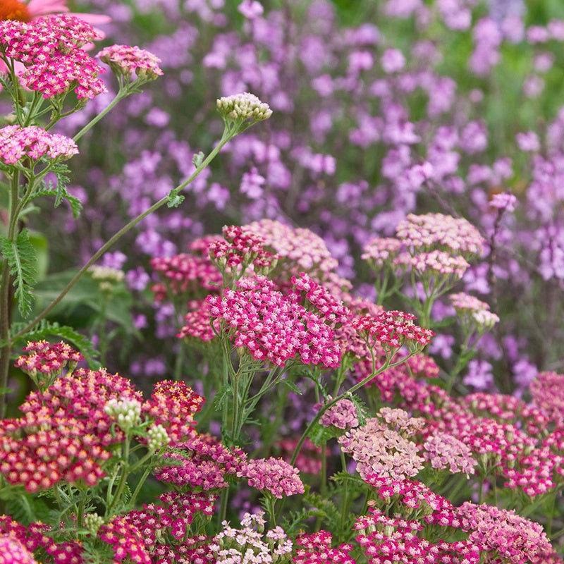 Achillea Cerise Queen Flower Plants