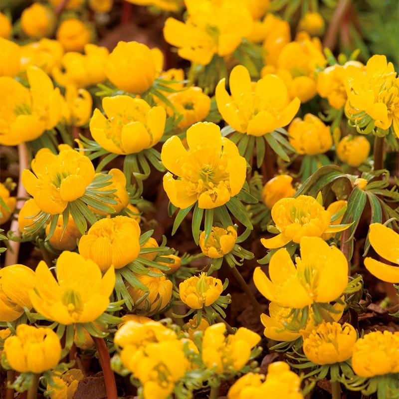 50 Bulbs Winter Aconites 'in the green'