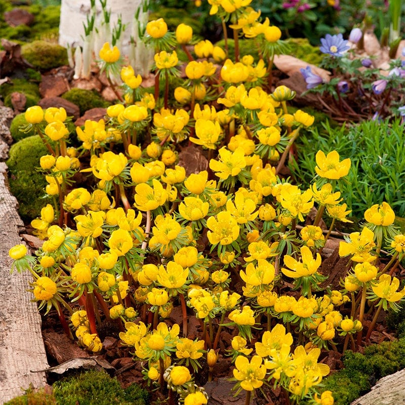 Winter Aconites 'in the green'