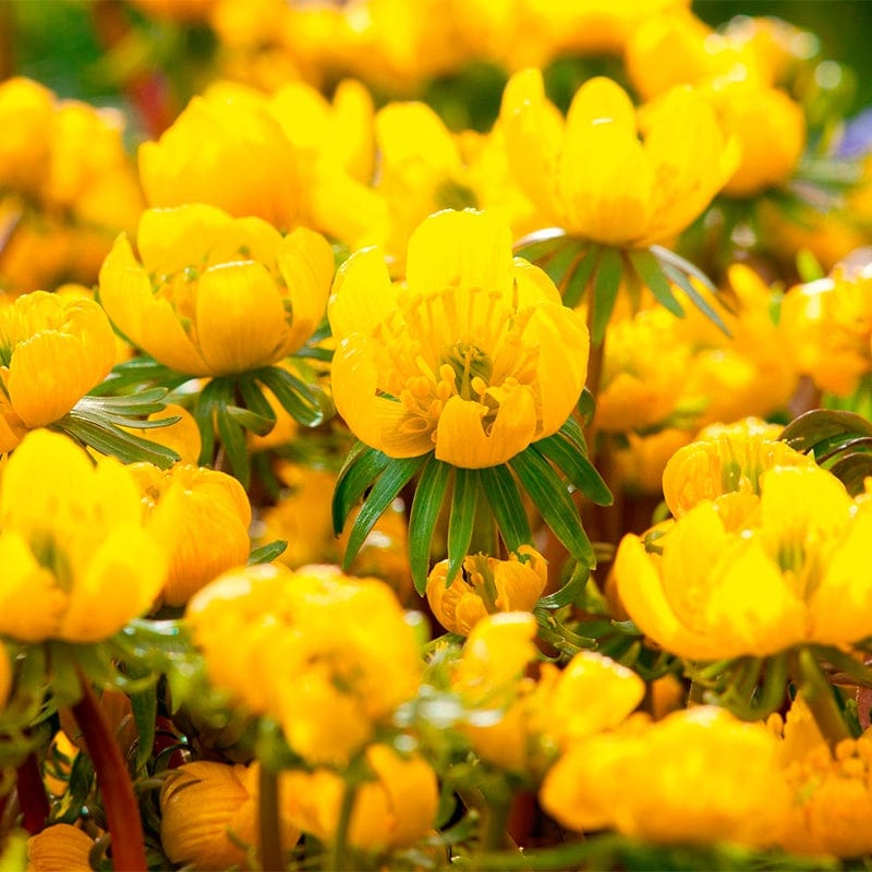 Winter Aconites 'in the green'