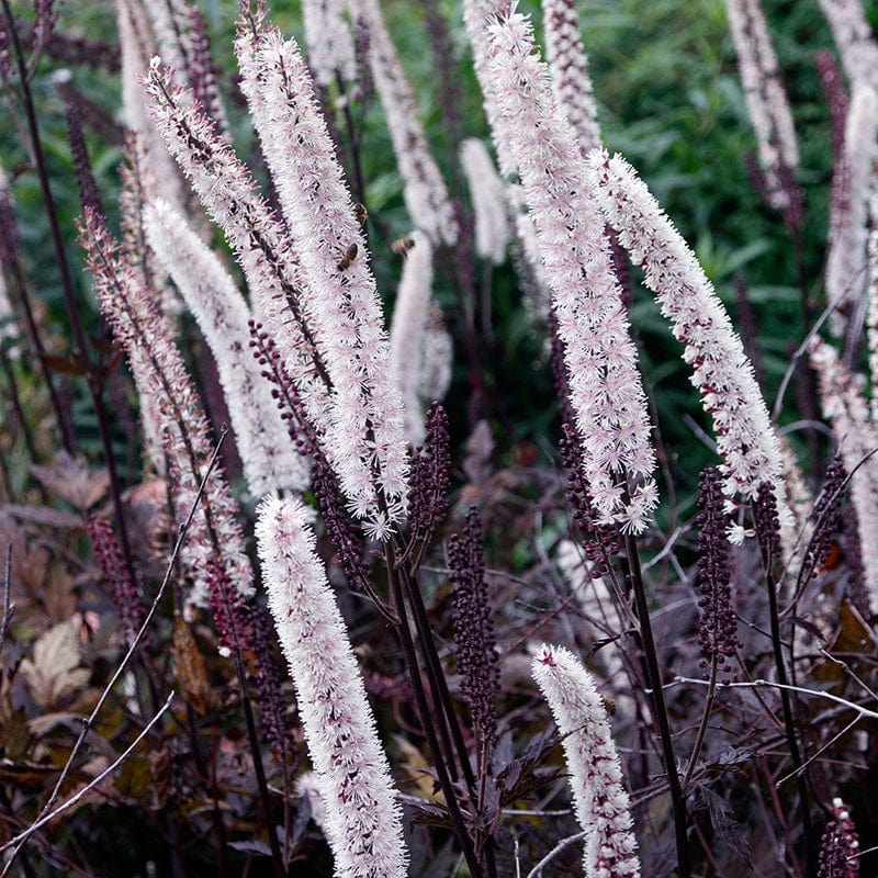 Actaea simplex Black Beauty Flower Plants