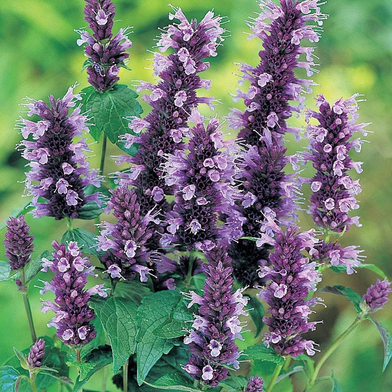 Agastache Blackadder Flower Plants