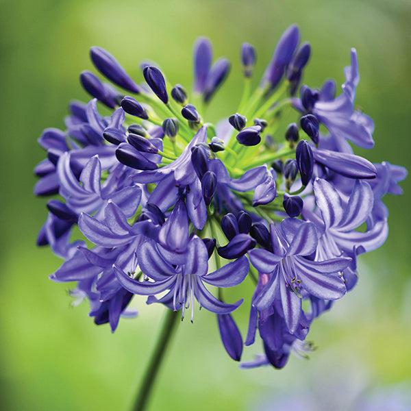 Agapanthus Northern Star Plants