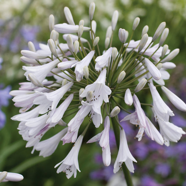 Agapanthus Windsor Grey Flower Plants