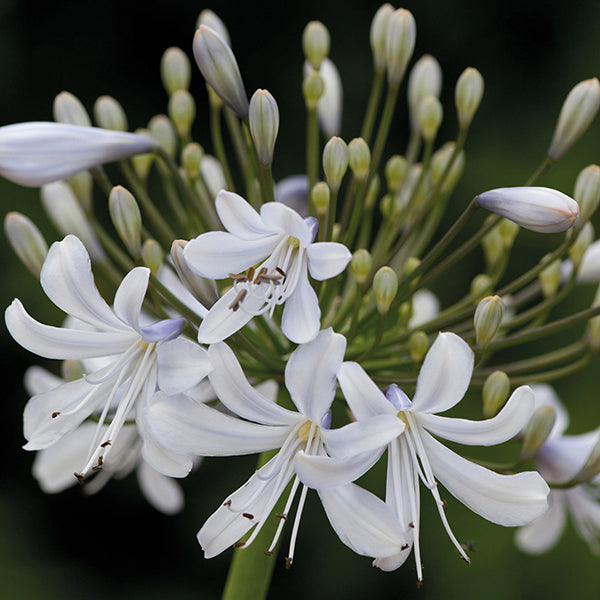 Agapanthus Blue Ice Plants