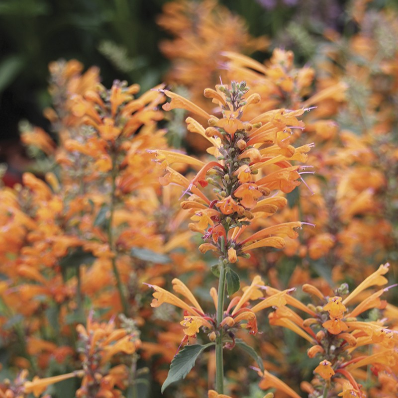 Agastache Apricot Sprite Flower Plants