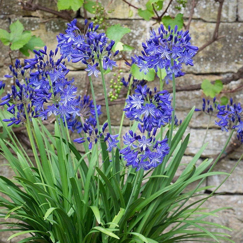 Agapanthus Charlotte Flower Plants