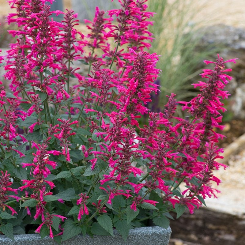 Agastache aurantiaca Morello Flower Plants