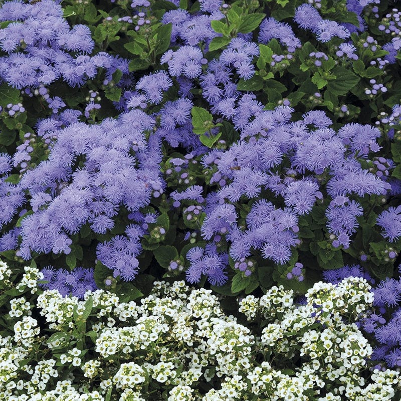 Ageratum Champion Blue F1 Flower Plants