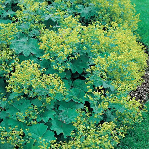 Alchemilla mollis Flower Plants