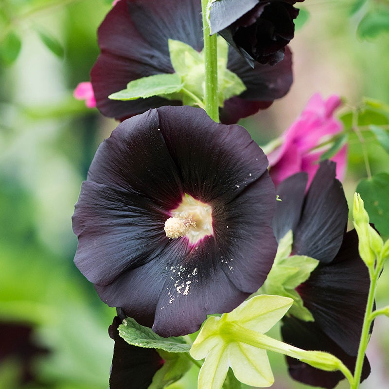 Alcea Nigra Flower Plants