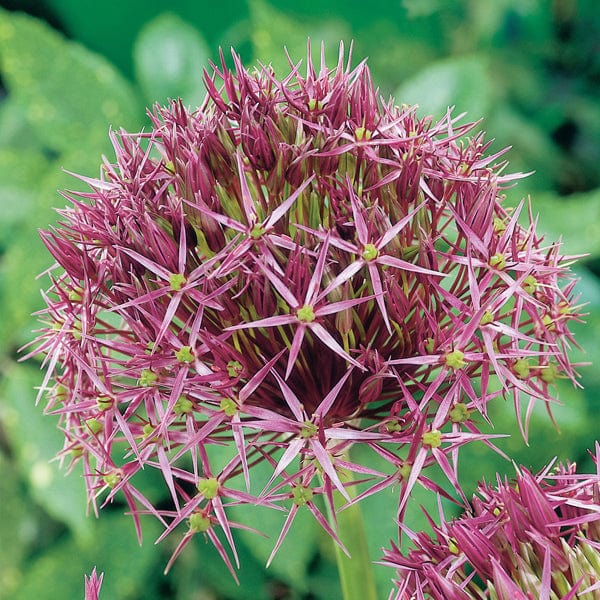 Allium christophii Bulbs