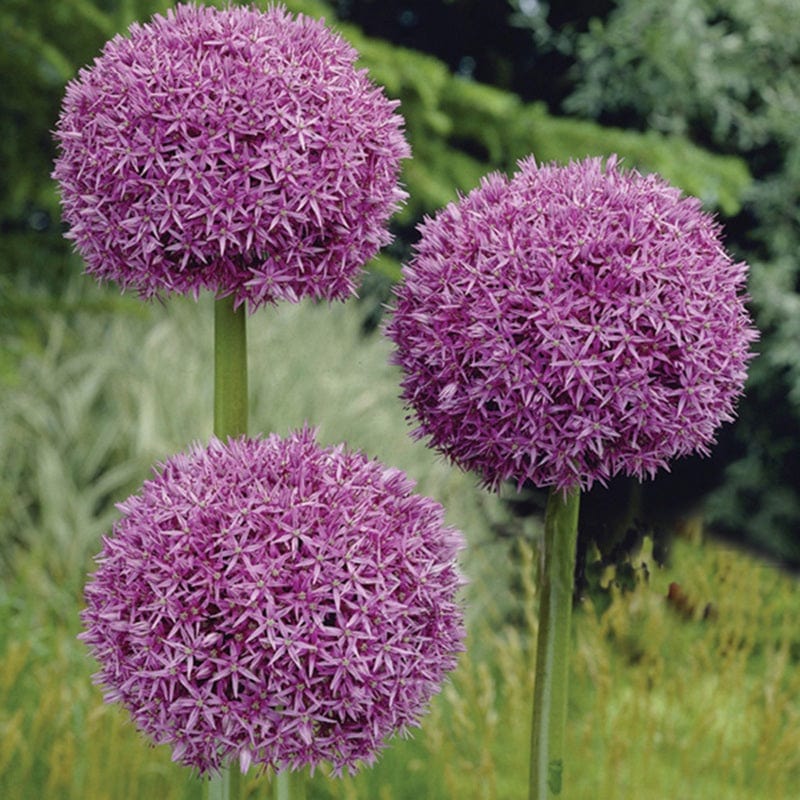 Allium giganteum Bulbs