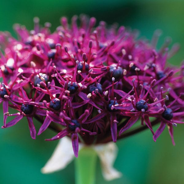 Allium atropurpureum Bulbs