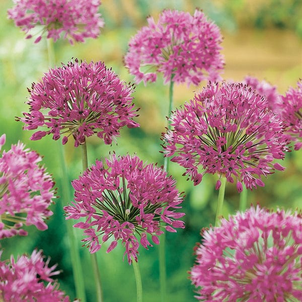 Allium Purple Sensation Bulbs