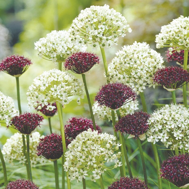 Allium atropurpureum & nigrum Bulb Collection