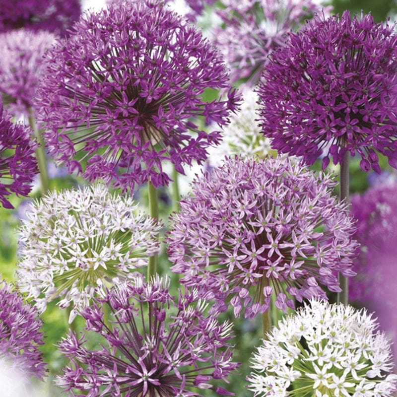 Allium Border Mixed Bulbs