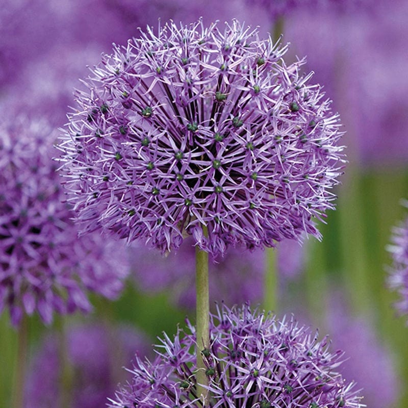 Allium rosenbachianum Flower Bulbs