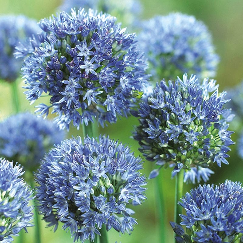 Allium caeruleum Bulbs