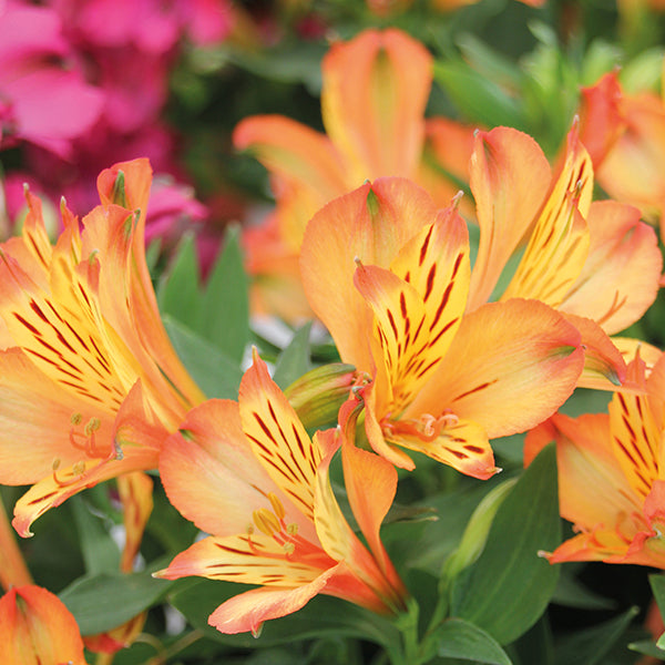 Alstroemeria Bryce Plants